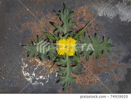 Creative top view spring ornament from dandelion and green leaves in minimal style Creative top view spring ornament from dandelion and green leaves in minimal style 74939920