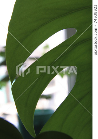 close up of green monstera leaf   minimalistic style. 74939923