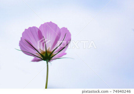 我仰望的波斯菊的背面和朦朧的天空 74940246