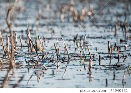 small song bird Willow Warbler, Europe wildlife 74940561