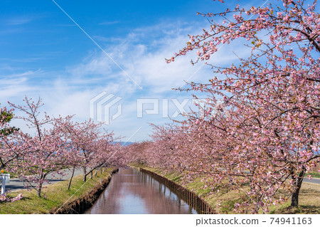 三重縣松阪市沿水道開出的松川津櫻路 74941163