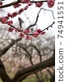 梅花盛開在樹枝上（根岸森林公園的梅園） 74941551