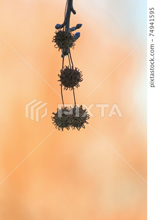 A pale evening view with fruits of sweetgum (autumn leaves Kaede) (vertical position / 4 fruits) 74941595