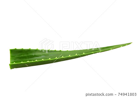 Aloe vera plant isolated on white background. Aloe vera is a succulent plant species of the genus Aloe. It is cultivated for agricultural and medicinal uses 74941803