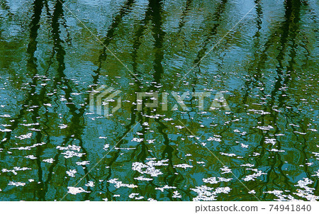 Beautiful scenery of falling cherry blossom petals floating in a pond 74941840