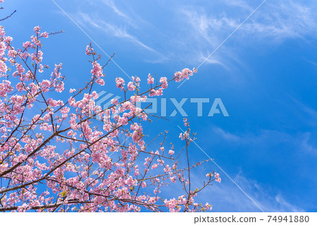 Matsusaka City, Mie Prefecture, a branch of Kasamatsu Kawazu cherry blossoms with a bright blue sky Matsusaka City, Mie Prefecture, a branch of Kasamatsu Kawazu cherry blossoms with a bright blue sky 74941880