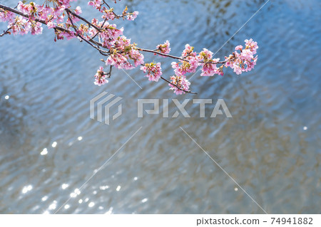 三重縣松阪市沿水道開出的松川津櫻路 74941882