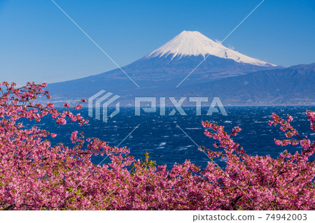 (靜岡縣)從河津櫻花盛開西面飯田,富士山過海 (靜岡縣)從河津櫻花盛開西面飯田,富士山過海 74942003