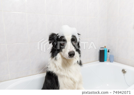 Funny indoor portrait of puppy dog border collie sitting in bath gets bubble bath showering with shampoo. Cute little dog wet in bathtub in grooming salon. Clean dog with funny foam soap on head. Funny indoor portrait of puppy dog border collie sitting in bath gets bubble bath showering with shampoo. Cute little dog wet in bathtub in grooming salon. Clean dog with funny foam soap on head. 74942071