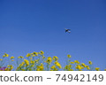 Superb view Rape blossoms and airplane Blue sky Narita Airport Sakuranoyama Sky station Spring walk 74942149