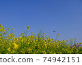Superb view Rape blossoms and airplane Blue sky Narita Airport Sakuranoyama Sky station Spring walk 74942151