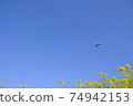 Superb view Rape blossoms and airplane Blue sky Narita Airport Sakuranoyama Sky station Spring walk 74942153