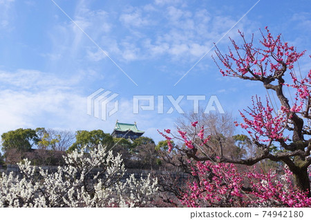 Plum Grove in Osaka Castle Park 74942180