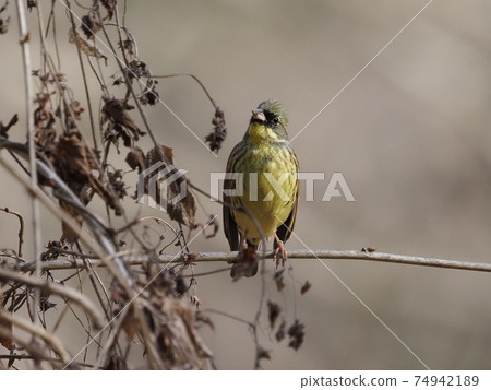 Black-faced bunting male in the park Black-faced bunting male in the park 74942189