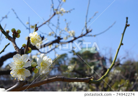 大阪城公園的梅林 大阪城公園的梅林 74942274