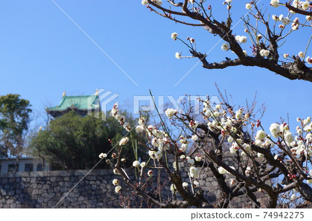 Plum Grove in Osaka Castle Park Plum Grove in Osaka Castle Park 74942275