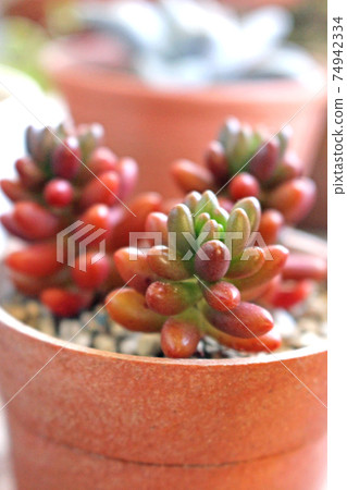 從景天的盆栽植物（彩虹球）的側面向上 74942334