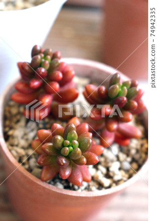 景天（彩虹球）盆栽植物從上面 74942335