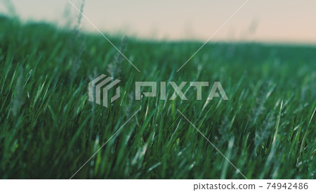Close up of fresh thick grass in the early morning Close up of fresh thick grass in the early morning 74942486