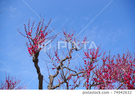 大阪城公園的梅林 74942632