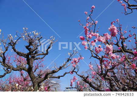 Plum Grove in Osaka Castle Park 74942633