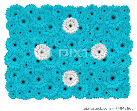 Micronesia flag made of gerbera flowers Micronesia flag made of gerbera flowers 74942663