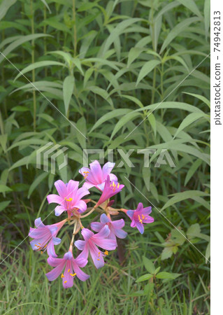 Licorice Licorice 74942813