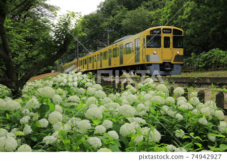 北山公園的繡球花田 北山公園的繡球花田 74942927