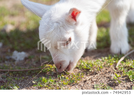 Goat eating grass Goat eating grass 74942953