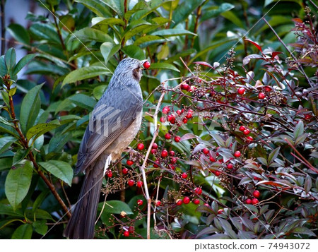 Bulbul with the fruit of the southern sky Bulbul with the fruit of the southern sky 74943072