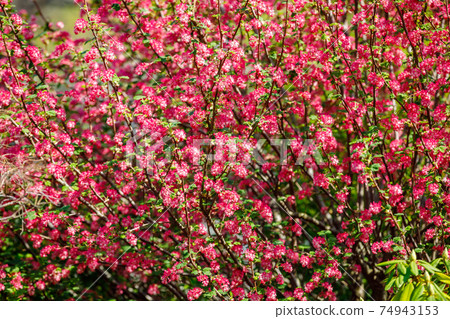 Blooming trees in spring with red flowers. Blooming trees in spring with red flowers. 74943153
