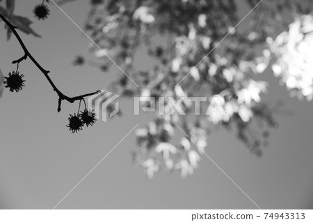 [Monochrome] Sweetgum (Autumn leaves Kaede) Night view (early and evening) 74943313