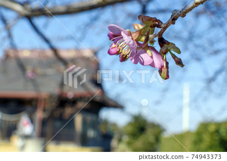 Sobataka Shrine near Narita Airport Cherry blossoms Sobataka Shrine near Narita Airport Cherry blossoms 74943373