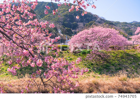 《Shizuoka Prefecture》 Kawazu cherry blossoms in full bloom, Minamiizu Town 《Shizuoka Prefecture》 Kawazu cherry blossoms in full bloom, Minamiizu Town 74943705
