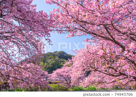 《Shizuoka Prefecture》 Kawazu cherry blossoms in full bloom, Minamiizu Town 《Shizuoka Prefecture》 Kawazu cherry blossoms in full bloom, Minamiizu Town 74943706