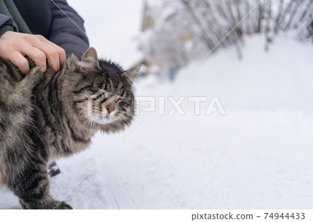 Cat enjoys being stroked by hand Cat enjoys being stroked by hand 74944433