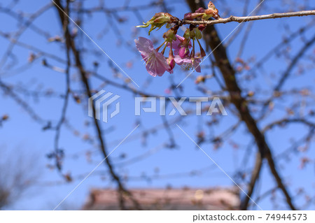 Sobataka Shrine near Narita Airport Blue sky and cherry blossoms Sobataka Shrine near Narita Airport Blue sky and cherry blossoms 74944573