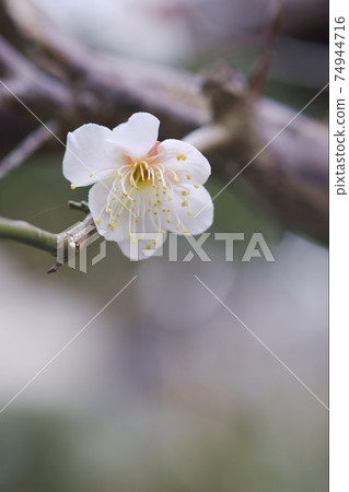 Plum blossom Plum blossom 74944716