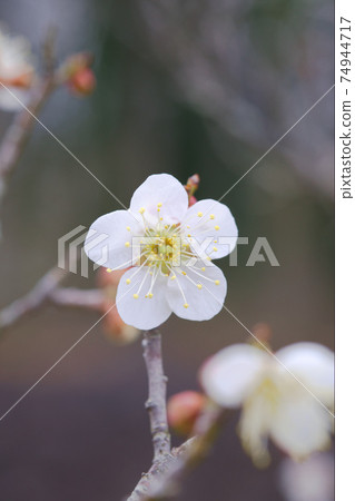 Plum blossom Plum blossom 74944717