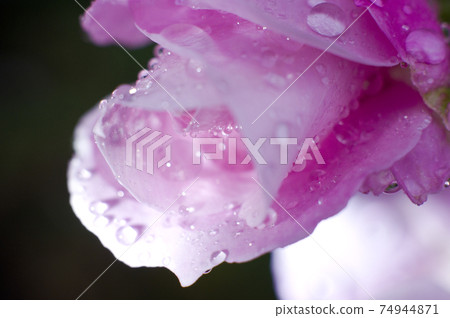 The pink rose petals are wet in the rain. 74944871