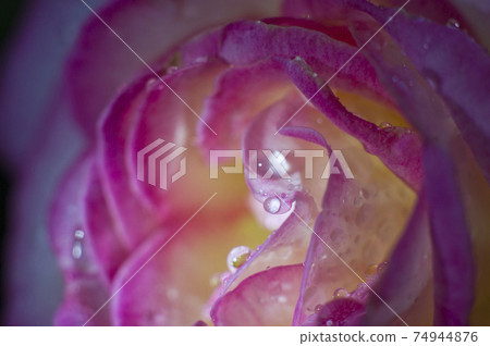 The pink rose petals are wet in the rain. 74944876