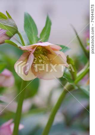 Christmas rose Christmas rose 74944878
