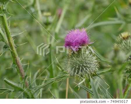 thorny cone flower Onopordum acanthium thorny cone flower Onopordum acanthium 74945017