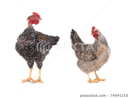 naked neck rooster isolated on white background naked neck rooster isolated on white background 74945258