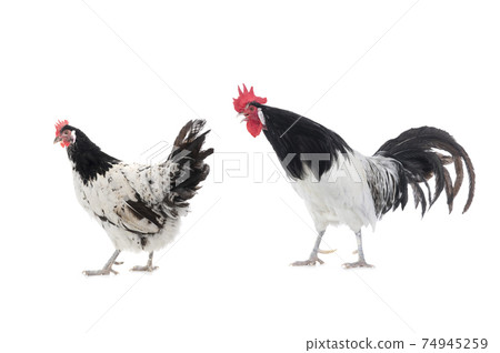 black and white rooster and chicken isolated on white background 74945259