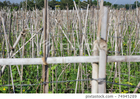 Long beans garden 74945289