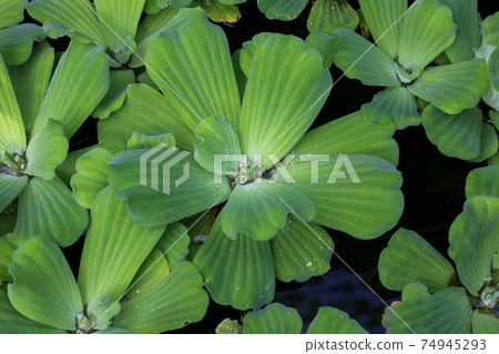 aquatic plants 74945293