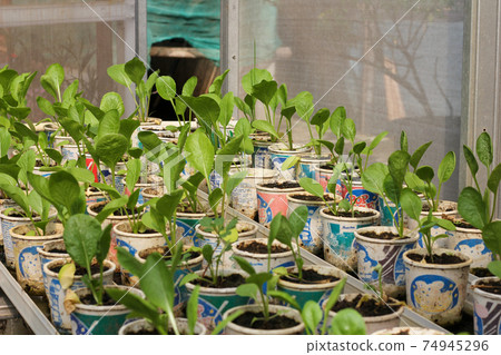 Hydroponic vegetables 74945296