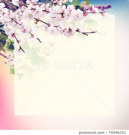 Background with cherry flowers and place for your text 74946281