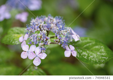 Kurohime Hydrangea Kurohime Hydrangea 74946581